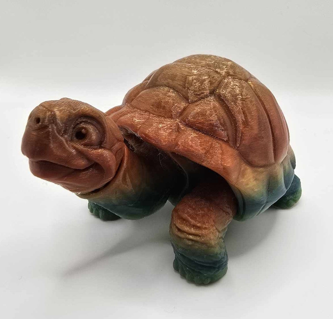 Tricolor Tortoise